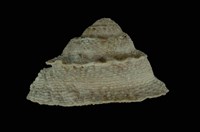 藏品(日本星螺)的圖片